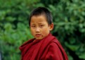 Picture Title - Young Lama