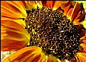 Picture Title - Center Of the Sun Flower
