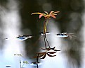 Picture Title - autumn in the lake