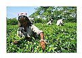Picture Title - picking tea, Chalsa