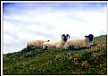 Picture Title - Sheep on the sky