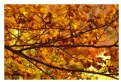 Picture Title - autumn_02