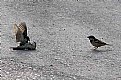 Picture Title - birds