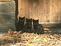Picture Title - Cats