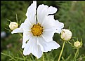 Picture Title - Cosmos White