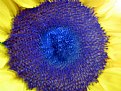 Picture Title - girasol