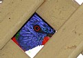 Picture Title - i see you
