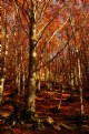 Picture Title - autumn time_03