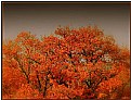 Picture Title - autumn in Wedde
