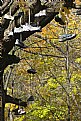 Picture Title - Fall Out #6 (Shoe Tree Shoe)