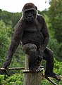 Picture Title - gorilla