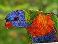 Picture Title - lorikeet