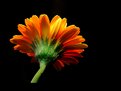 Picture Title - Gerbera