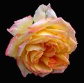 Picture Title - Multicolour Rose
