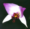 Picture Title - Orquídea4