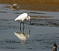 Picture Title - An  Egret