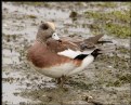 Picture Title - American Wigeon