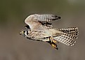 Picture Title - Kestrel At Dusk