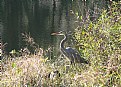 Picture Title - Heron