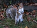 Picture Title - Squirrel in autumn