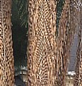 Picture Title - Pixelated Palm Fronds