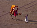 Picture Title - Camel's Fashion Day