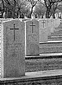 Picture Title - ...the crosses row on row...