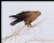 Rough-legged Hawk (Dark morph)