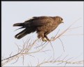 Picture Title - Rough-legged Hawk (Dark morph)