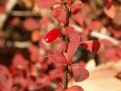 Picture Title - barberry bush