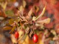 Picture Title - barberry bush 2