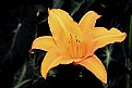 Picture Title - Lily