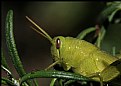 Picture Title - Green Grasshopper Macro
