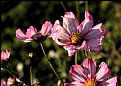 Picture Title - Pink & White Cosmos