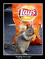 Picture Title - Everybody Loves Lays