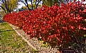 Picture Title - The Burning Bush