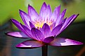 Picture Title - Waterlily