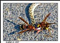 Picture Title - Two wasps eat a small snake head!!!