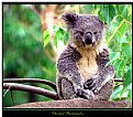 Picture Title - Koala