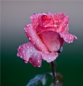 Picture Title - Rose Rain