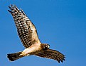 Picture Title - Harrier Hunting