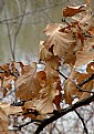 Picture Title - Oak Leaves