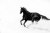 Horse - High Key -