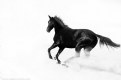 Picture Title - Horse - High Key -