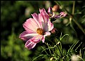 Picture Title - Pink & White Cosmos