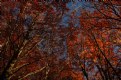 Picture Title - autumn time_04