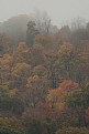 Picture Title - Foggy Fall Morning