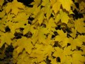 Picture Title - Autumn leaves yellows