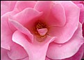 Picture Title - Pink Rose Macro
