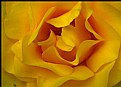 Picture Title - Yellow Rose Macro